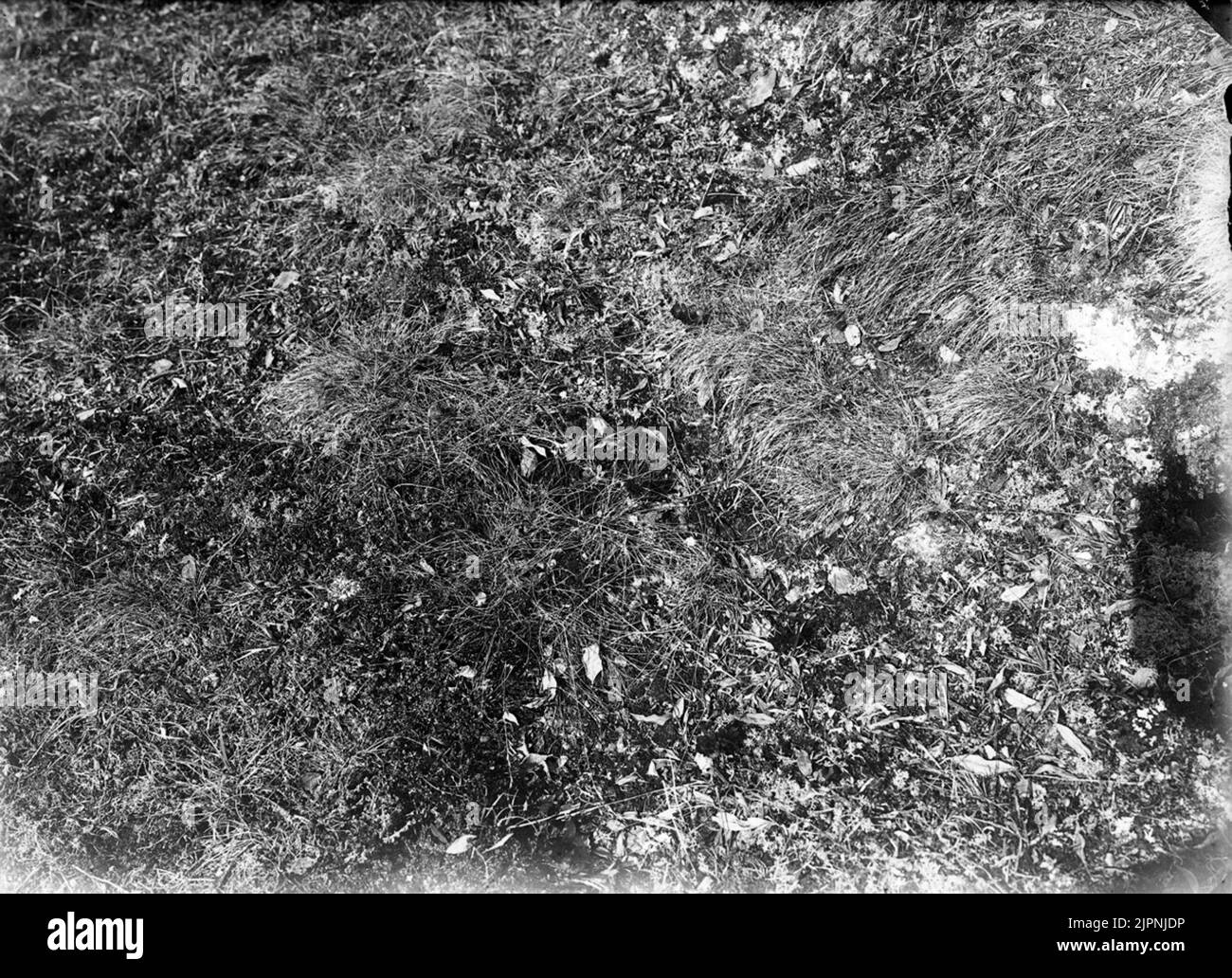 Backsippa, backvippa Backsippa, backvippa Foto Stock