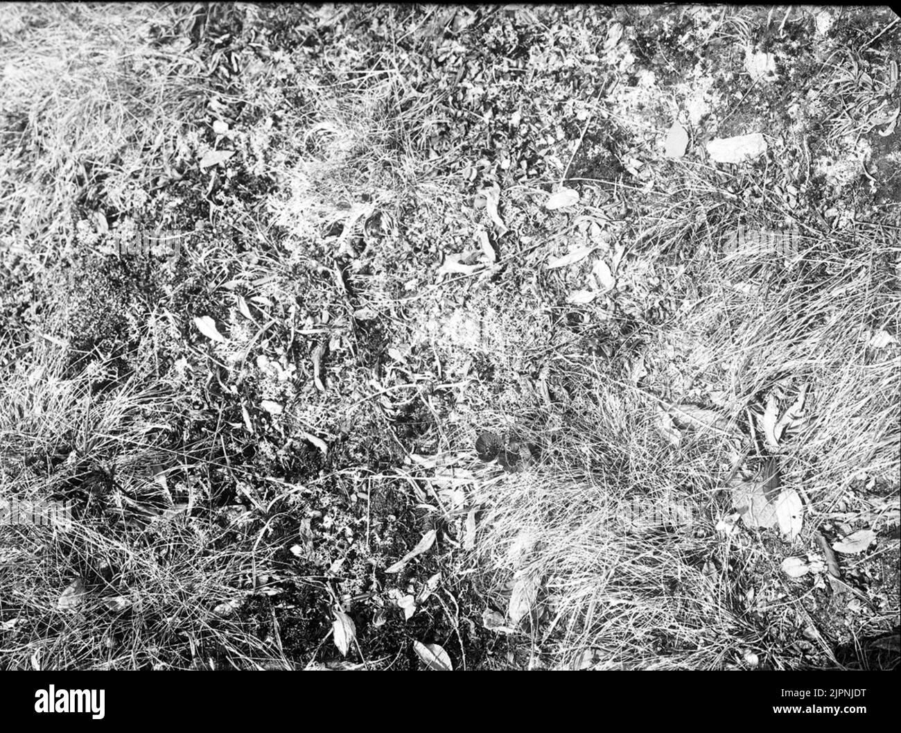 Backsippa, backvippa Backsippa, backvippa Foto Stock