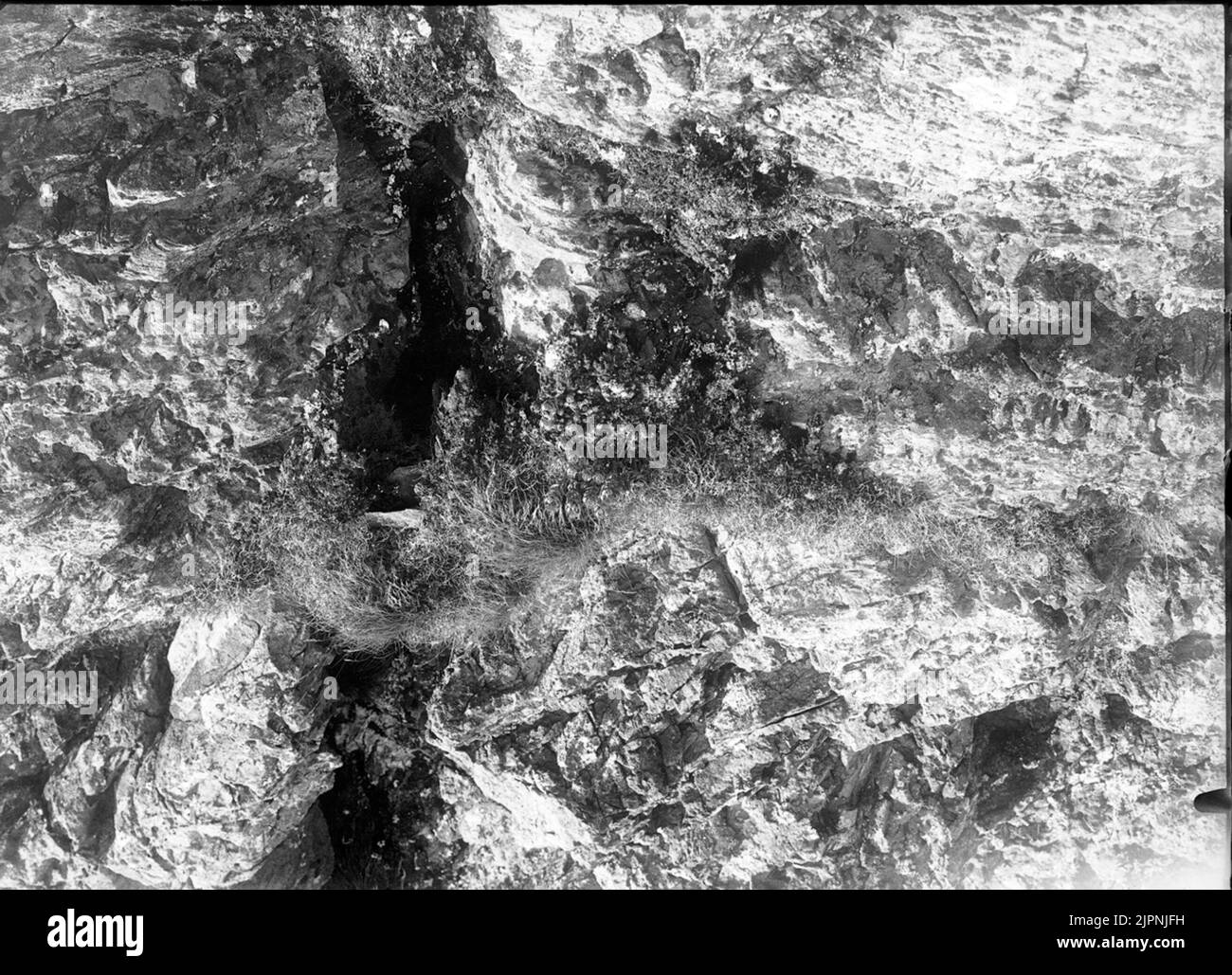 Nano Lin Dvärglin Foto Stock