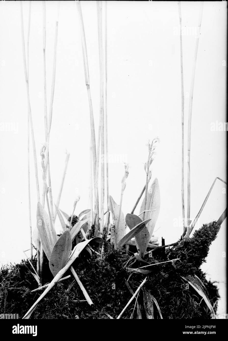 Orchidea Orkidé Foto Stock