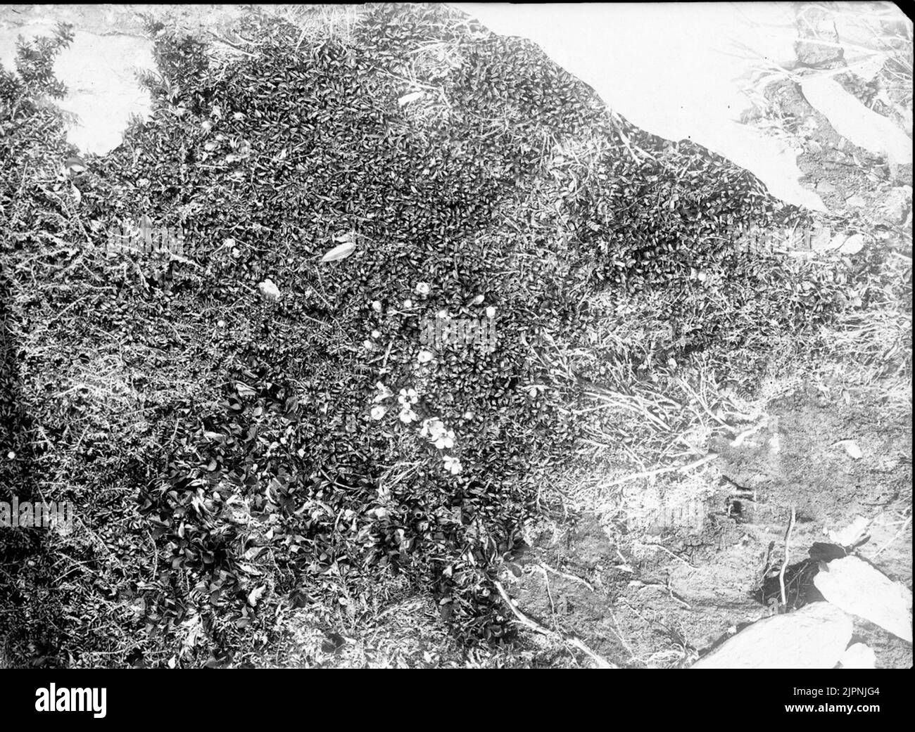 Il genere dell'allevamento di pietre Stenbräcksläktet Foto Stock