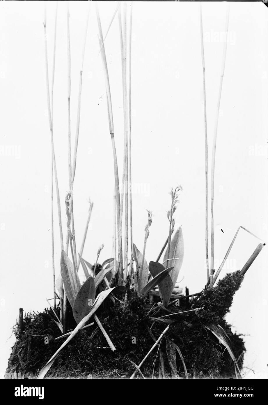 Orchidea Orkidé Foto Stock