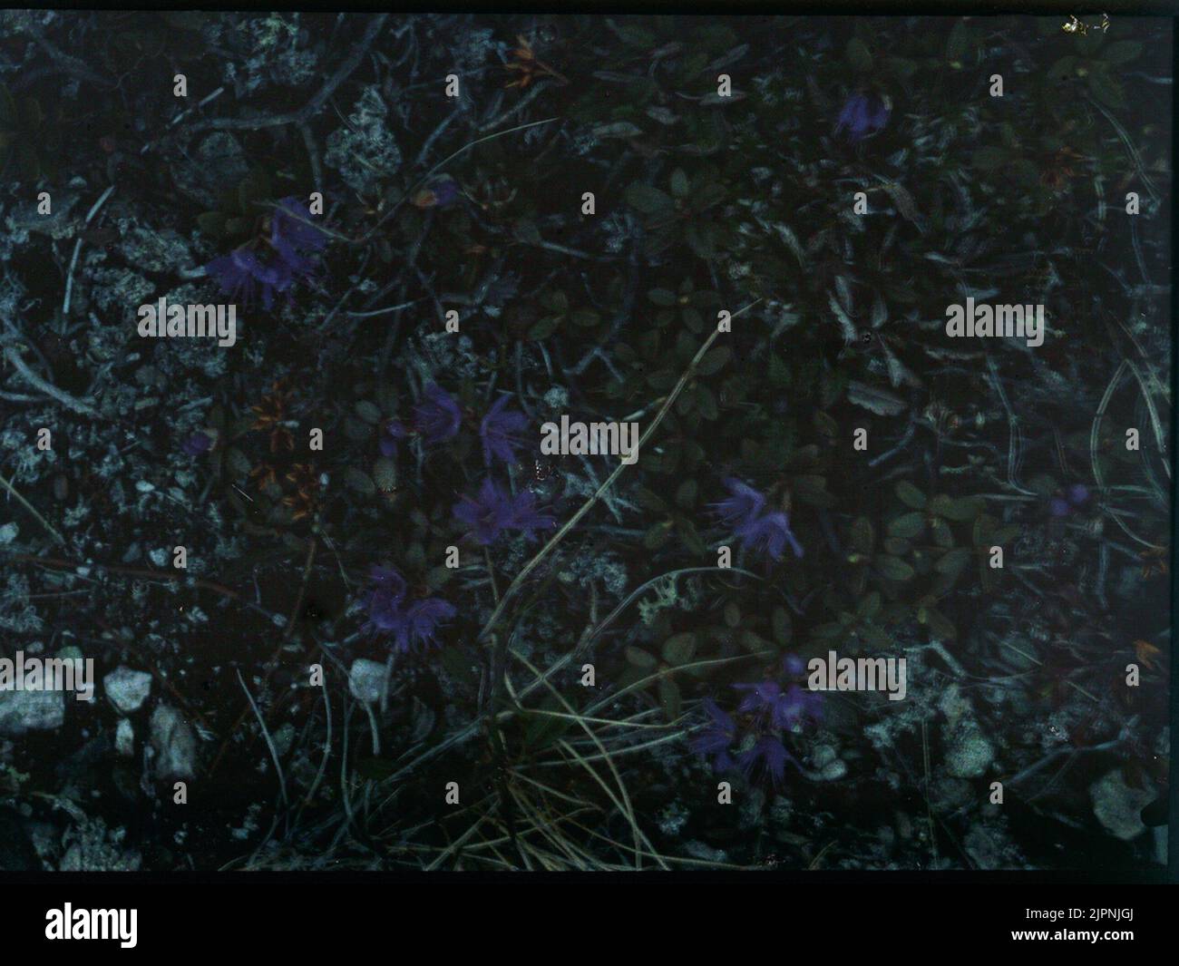 Rododendron Rododendron Foto Stock