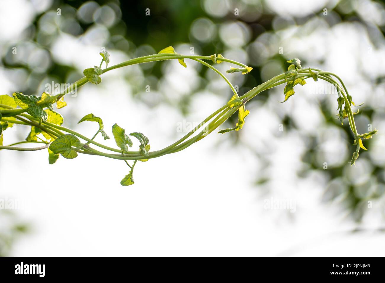 Vite di Mikania micrantha vite amara la specie esalica invasiva in natura Foto Stock