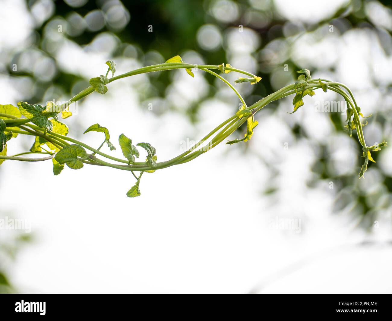 Vite di Mikania micrantha vite amara la specie esalica invasiva in natura Foto Stock