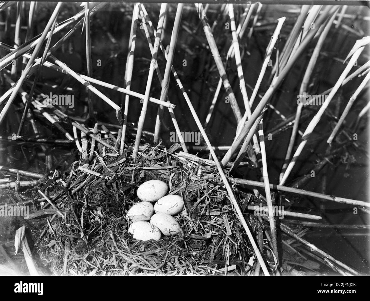 Insediamento di farcitura a collo nero. Boplats AV svarthalsad dopping. Foto Stock