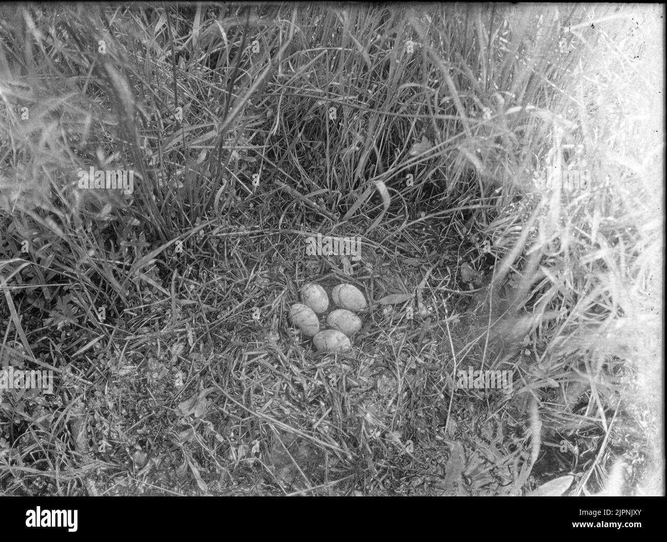 Soggiorno di Svarthalsad Dopping (Örondopping) Bo AV Svarthalsad Dopping (örondopping) Foto Stock