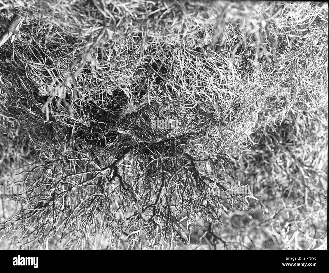 Dalripa (maturo di montagna) nel nido Dalripa (fjällripa) i boet Foto Stock