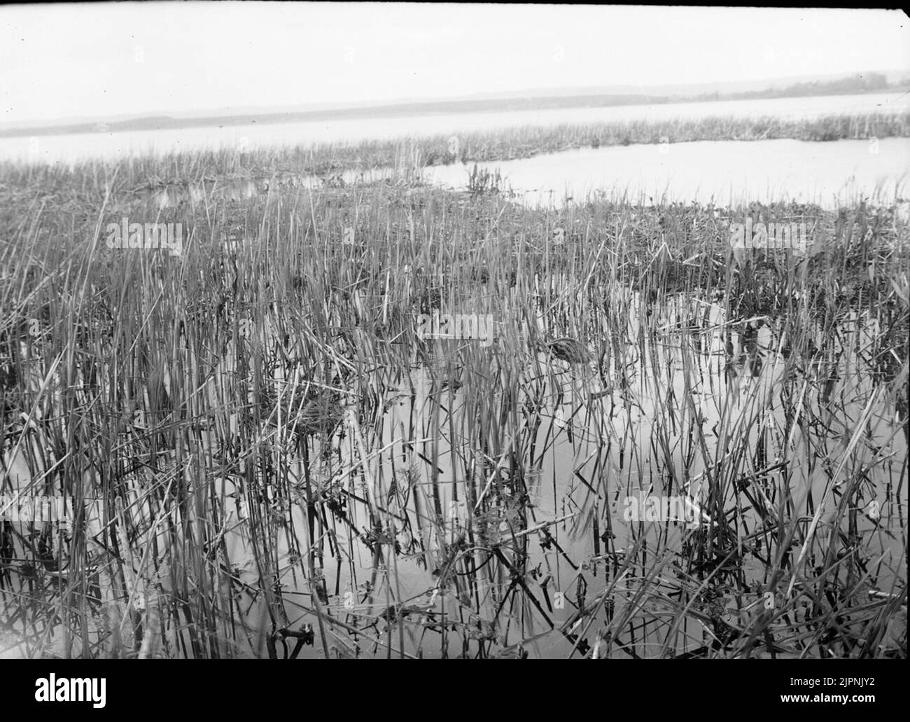 Biotopo per guarnizione a collo nero. Biotop för svartalsad dopping. Foto Stock