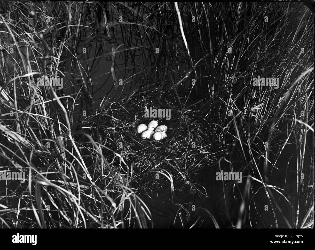 Soggiorno di Svarthalsad Dopping (Örondopping) Bo AV Svarthalsad Dopping (örondopping) Foto Stock