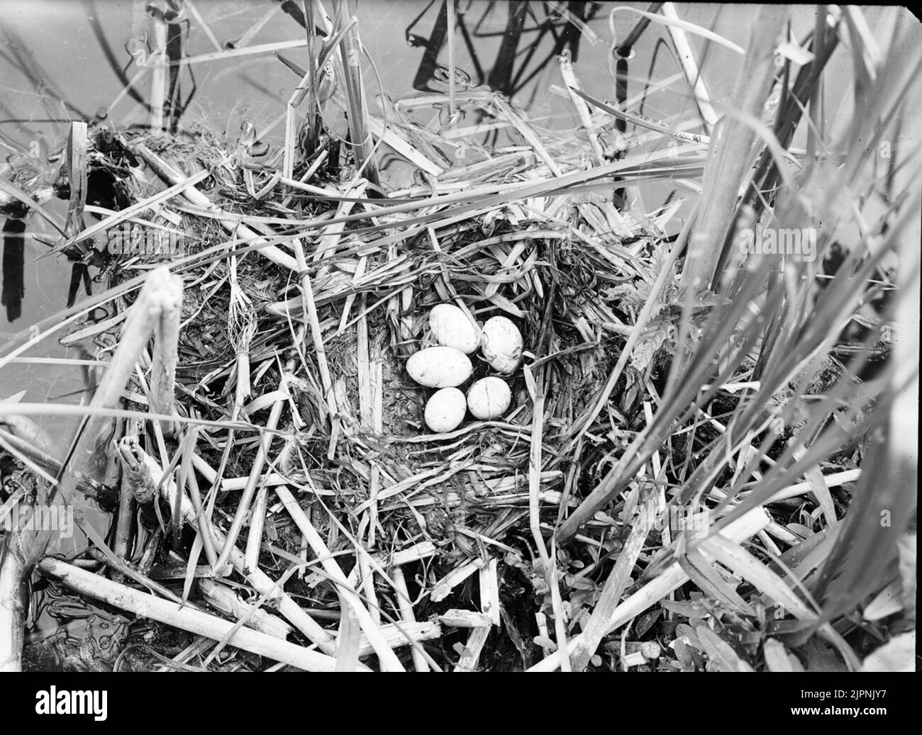 Insediamento di farcitura a collo nero. Boplats AV svarthalsad dopping. Foto Stock