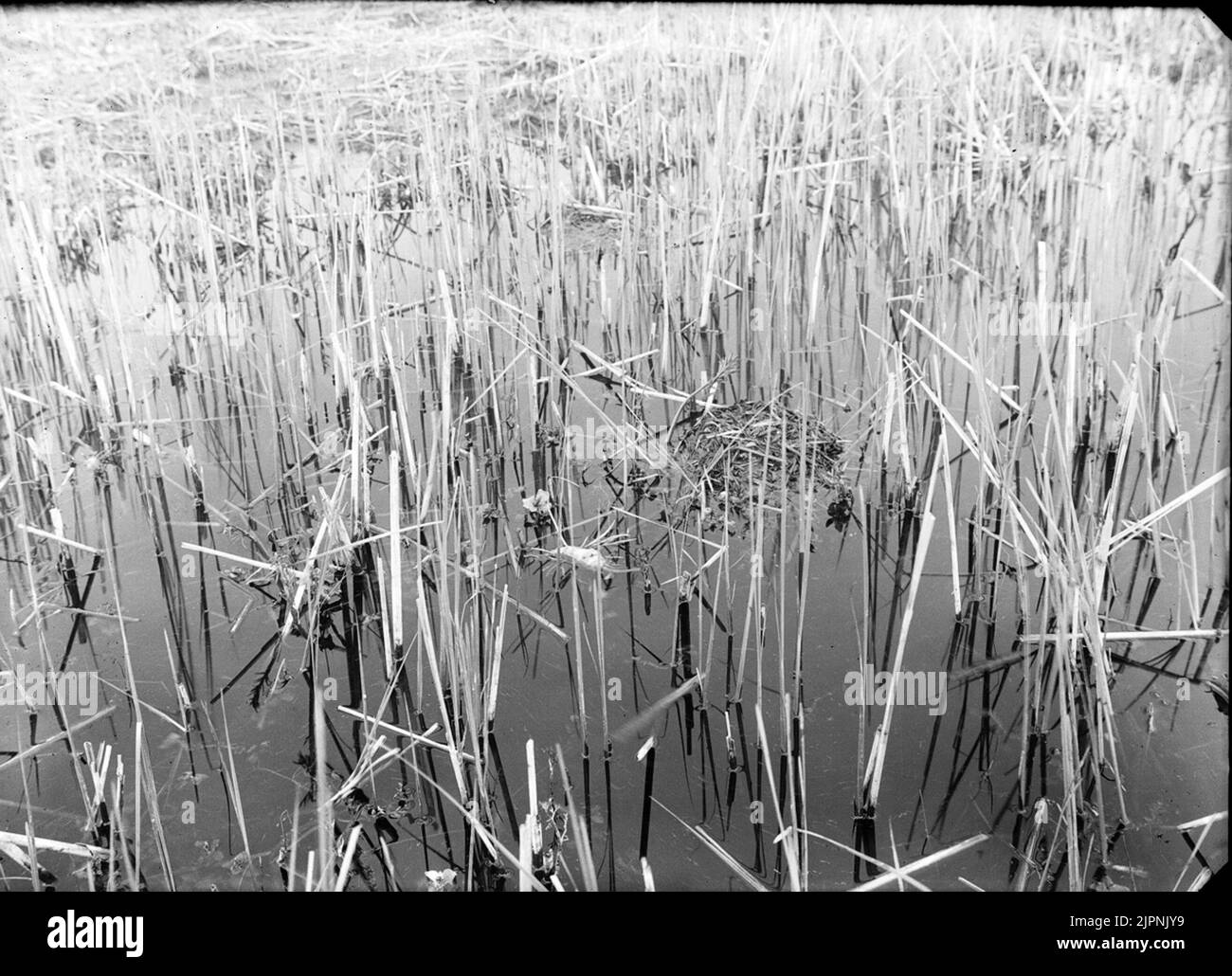 Insediamento di farcitura a collo nero. Boplats AV svarthalsad dopping. Foto Stock