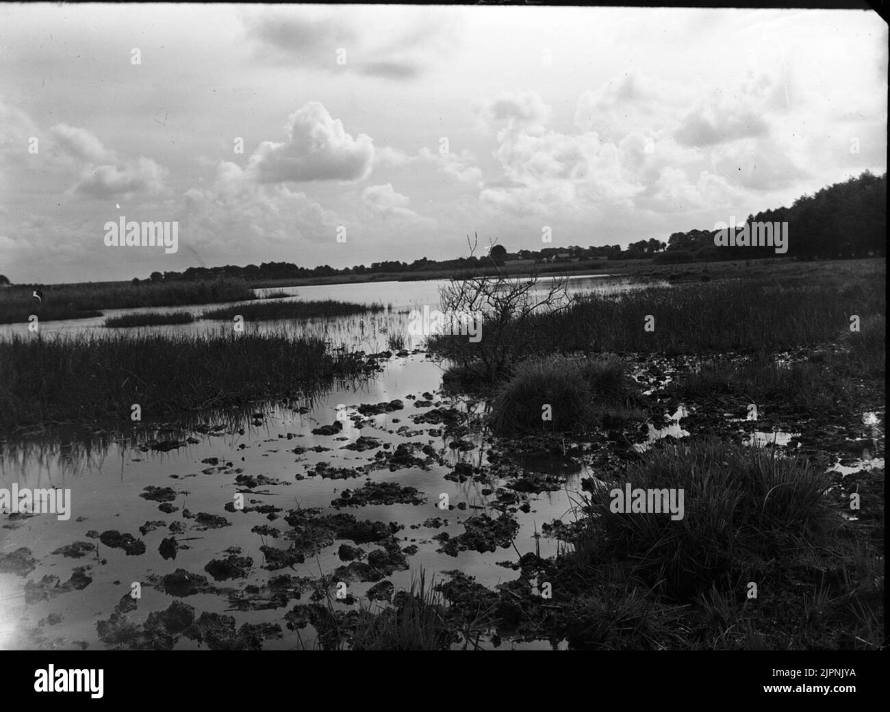 Biotopo per la guarnizione a collo nero Biotop för spacco svarthalsad Foto Stock