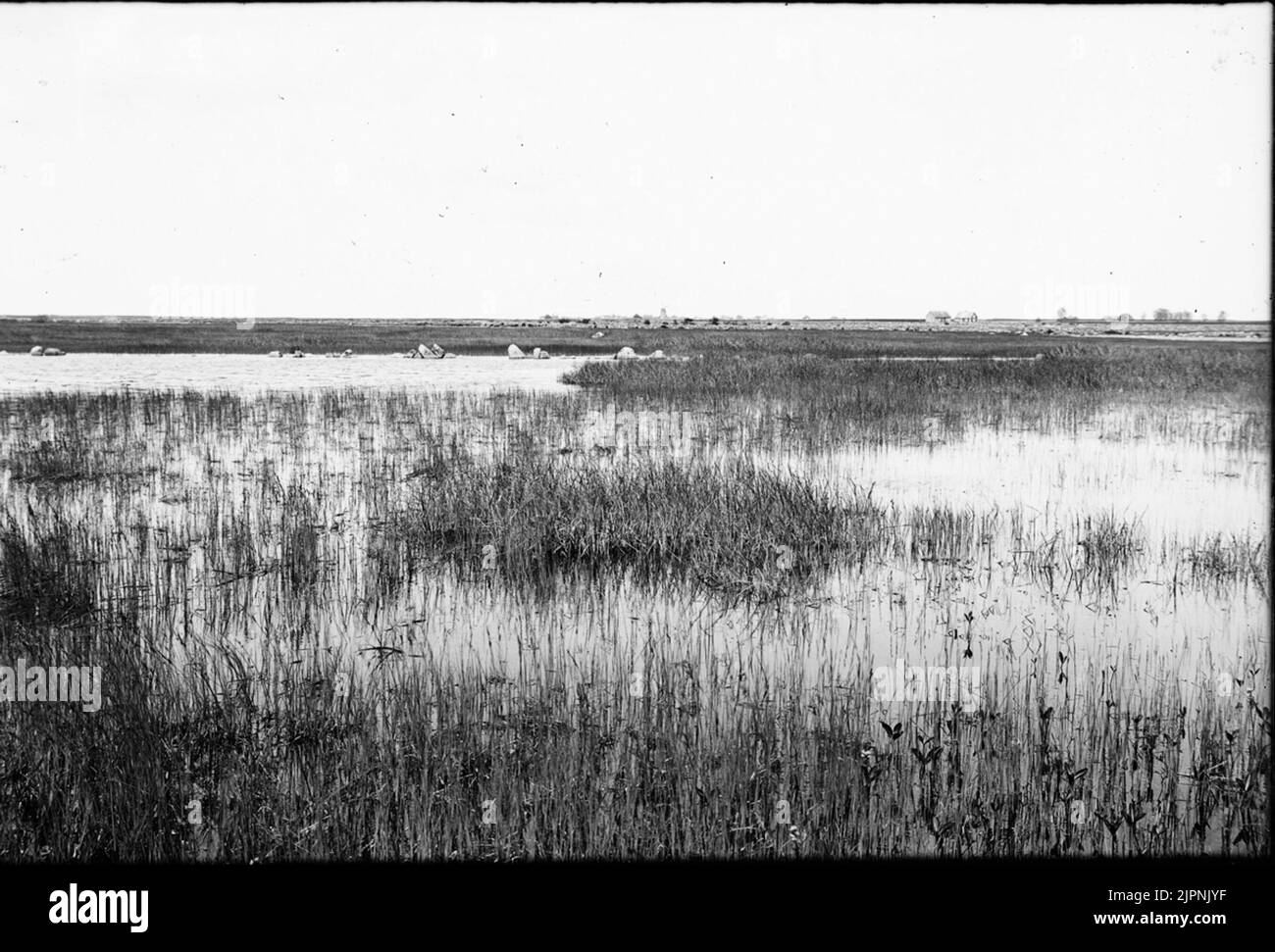 Biotopo per guarnizione a collo nero. Biotop för svartalsad dopping. Foto Stock
