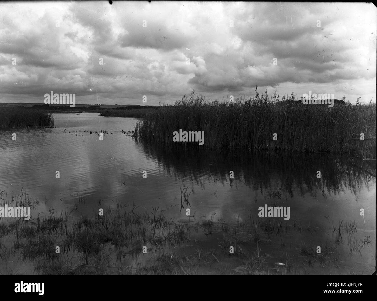 Biotopo per la guarnizione a collo nero Biotop för spacco svarthalsad Foto Stock