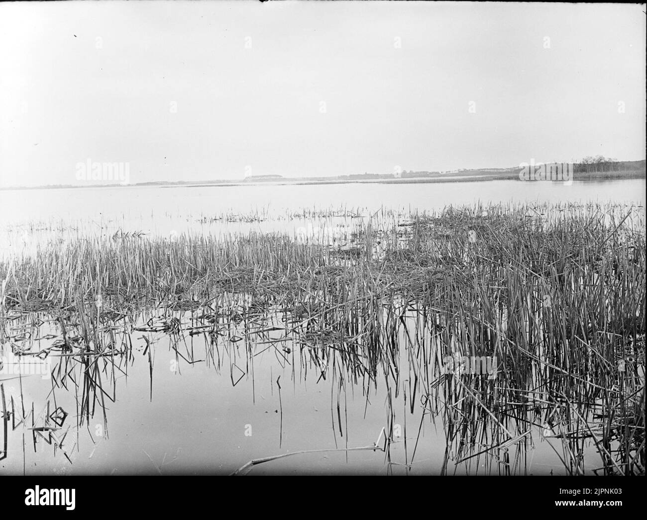 Residence per le farcitura a collo nero. Boplats för svarthalsad dopping. Foto Stock