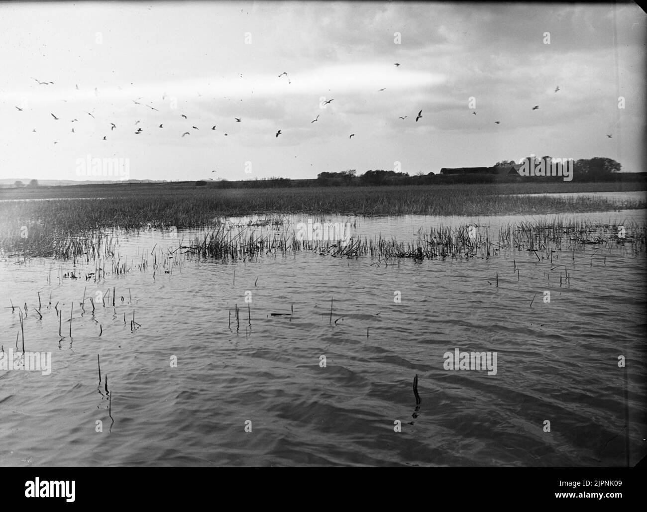 Biotopo per guarnizione a collo nero. Biotop för svartalsad dopping. Foto Stock