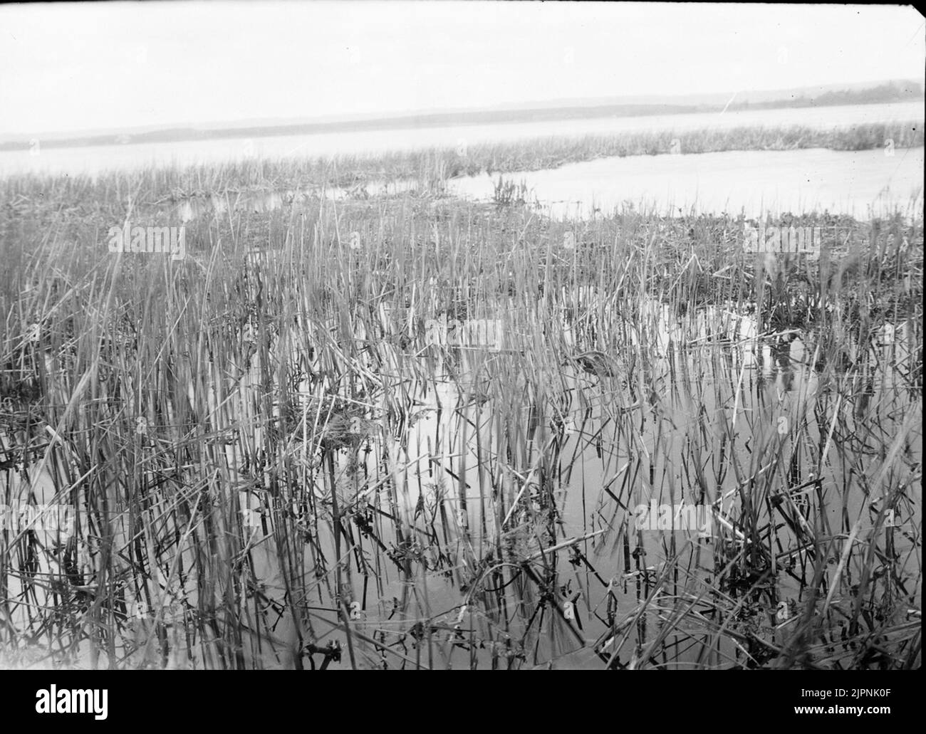 Biotopo per guarnizione a collo nero. Biotop för svartalsad dopping. Foto Stock