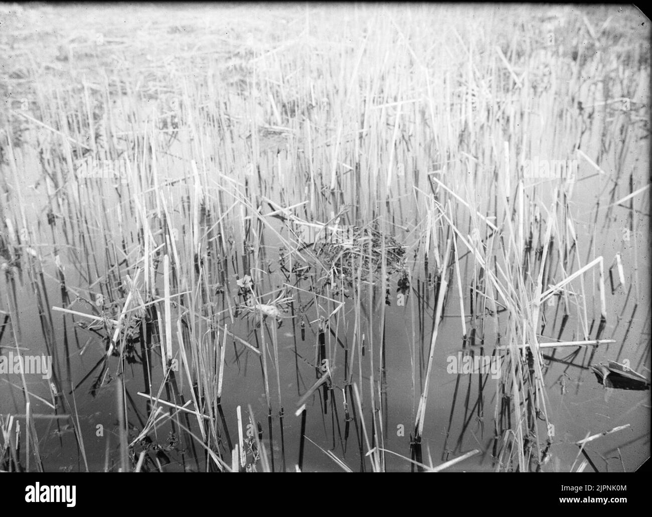 Insediamento di farcitura a collo nero. Boplats AV svarthalsad dopping. Foto Stock