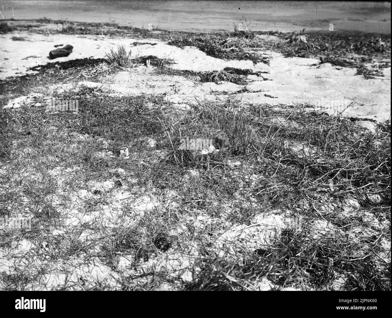Piccoli scarti di BOP Skanör ricavi Boplats småskrake Skanör-revlarna Foto Stock
