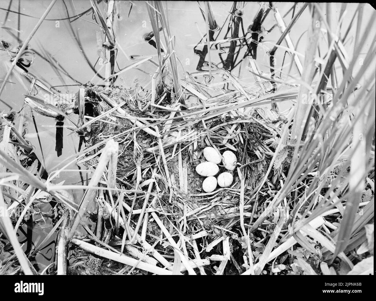 Soggiorno presso Svarthalsad Dopping. Bo AV svarthalsad dopping. Foto Stock