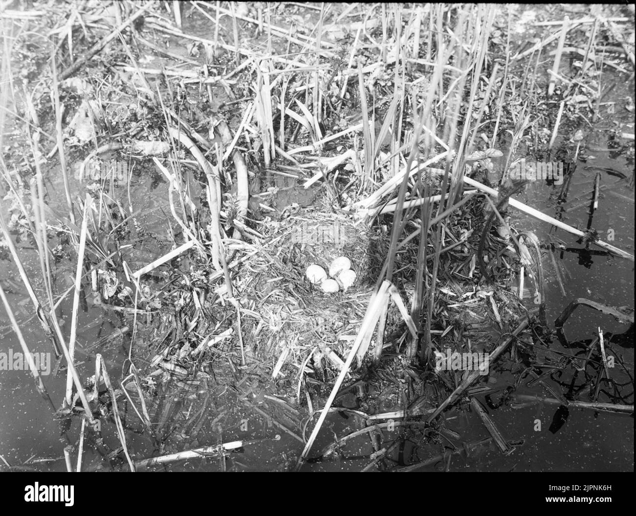 Soggiorno presso Svarthalsad Dopping. Bo AV svarthalsad dopping. Foto Stock