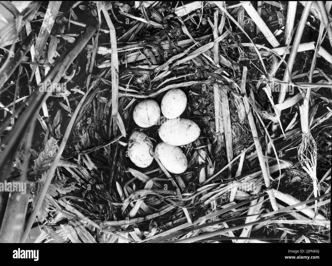 Soggiorno da Svarthalsad Dopping Bo AV svarthalsad Dopping Foto Stock