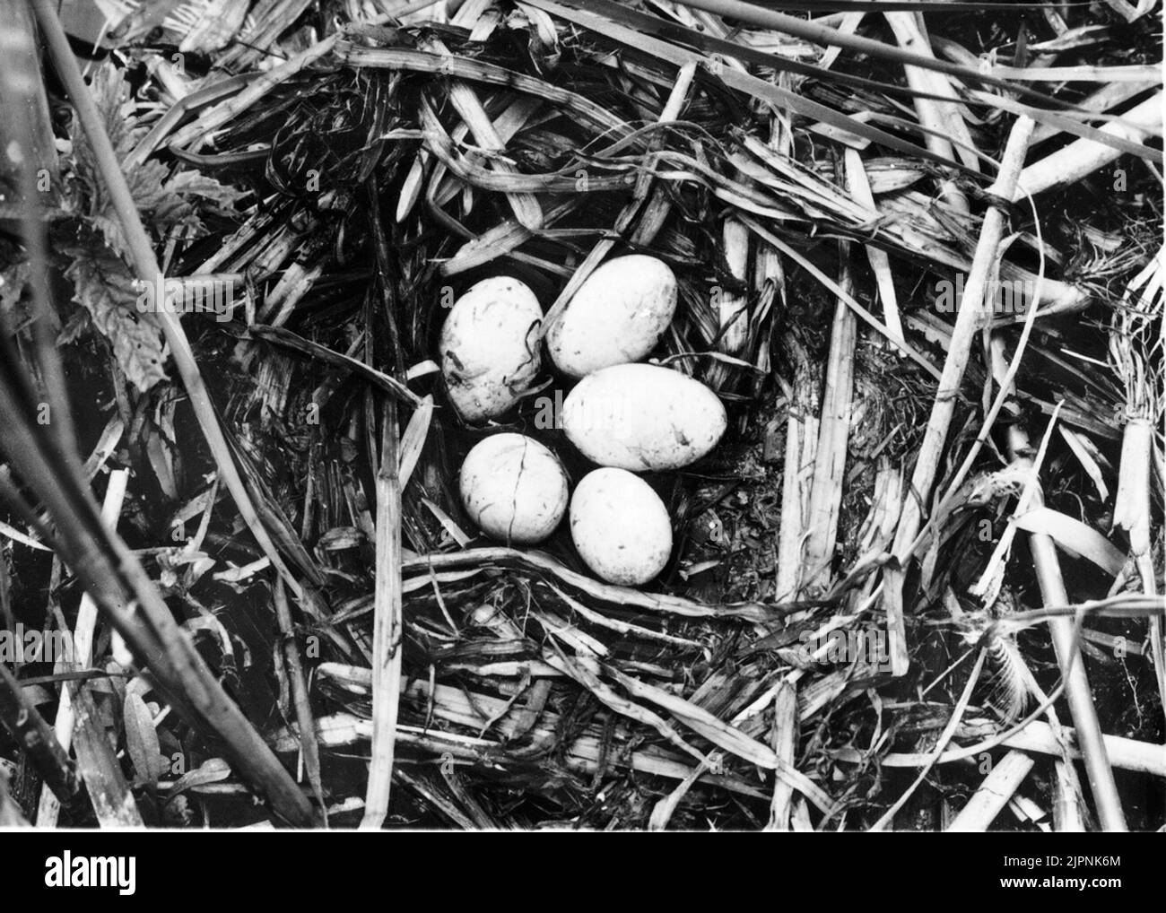 Soggiorno da Svarthalsad Dopping Bo AV svarthalsad Dopping Foto Stock