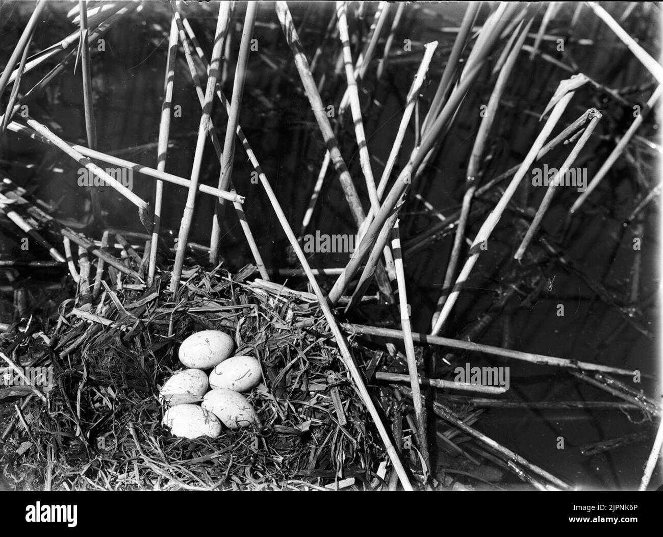 Soggiorno presso Svarthalsad Dopping. Bo AV svarthalsad dopping. Foto Stock