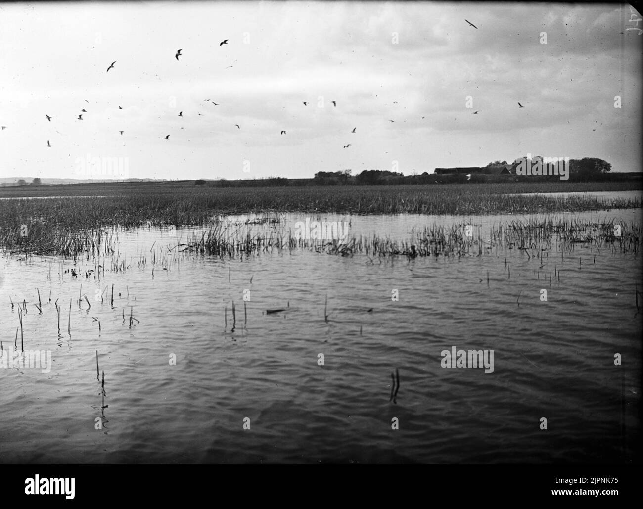 Scollo nero sfarcitura Svarthalsad Foto Stock