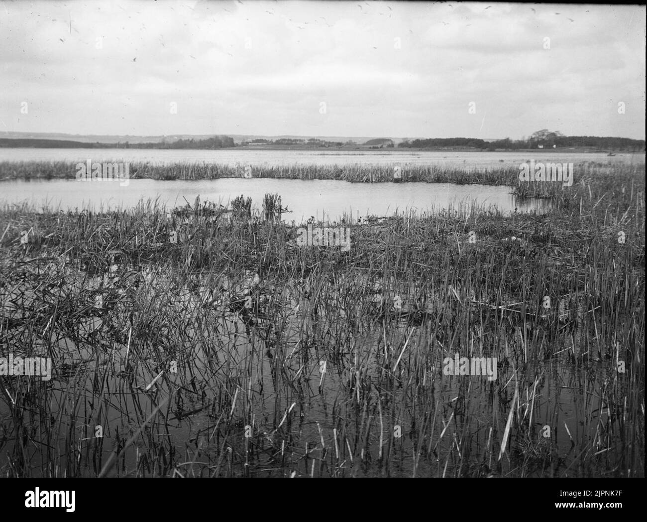 Scollo nero sfarcitura Svarthalsad Foto Stock