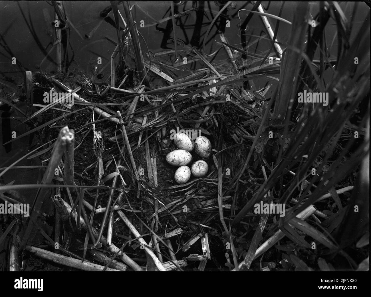 Soggiorno presso Svarthalsad Dopping. Bo AV svarthalsad dopping. Foto Stock