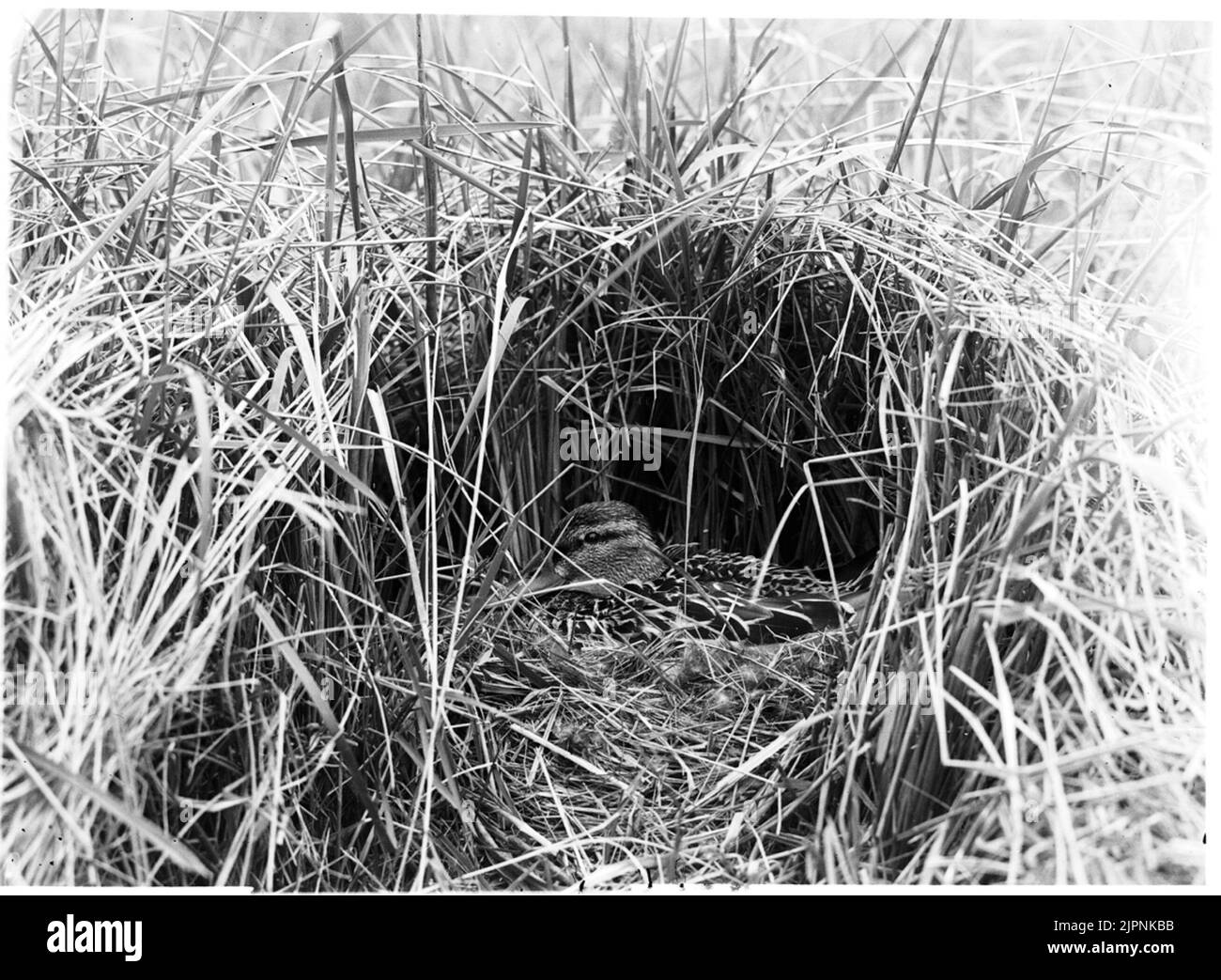 Soggiorno presso la prateria Bo AV gräsand Foto Stock