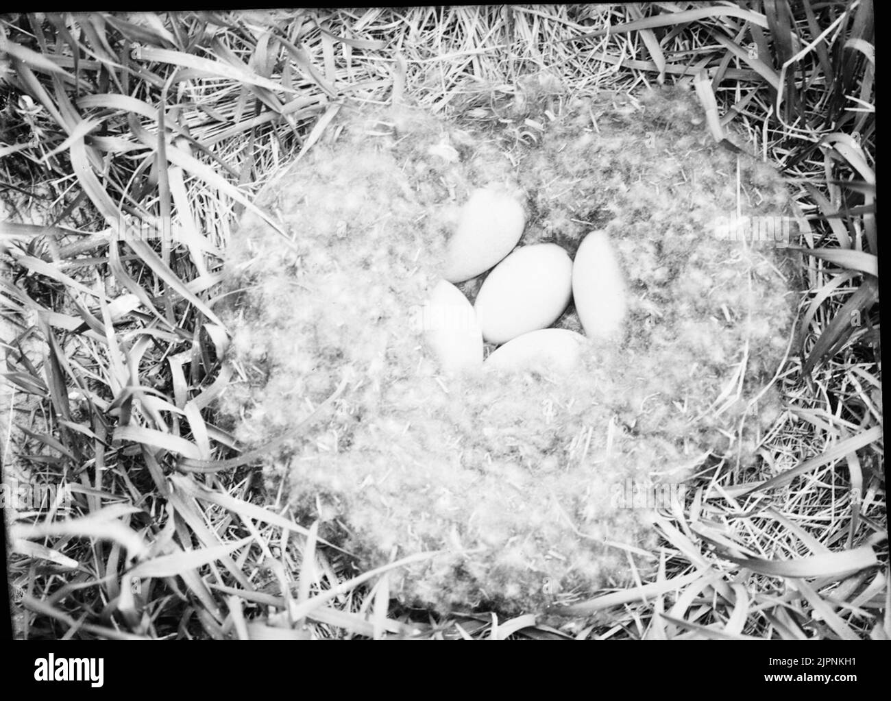 Dragon Ejder Foto Stock