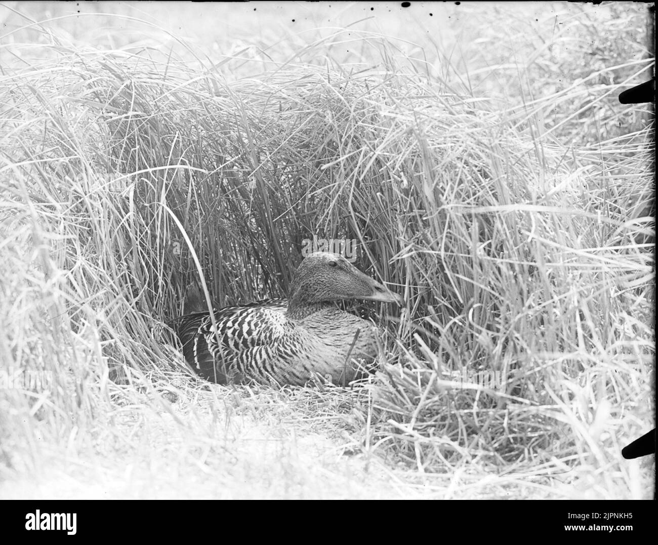 Dragon Ejder Foto Stock