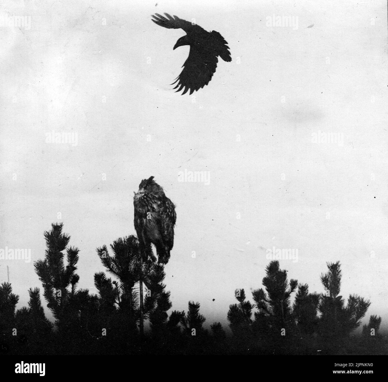 Corvus Corone Cormix, contro UV. Kråka, Corvus corone cormix, mot uv. Foto Stock