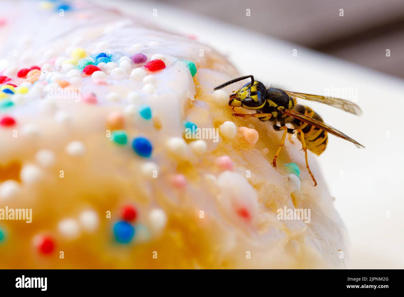 Un Wasp pericoloso sul cibo Foto Stock