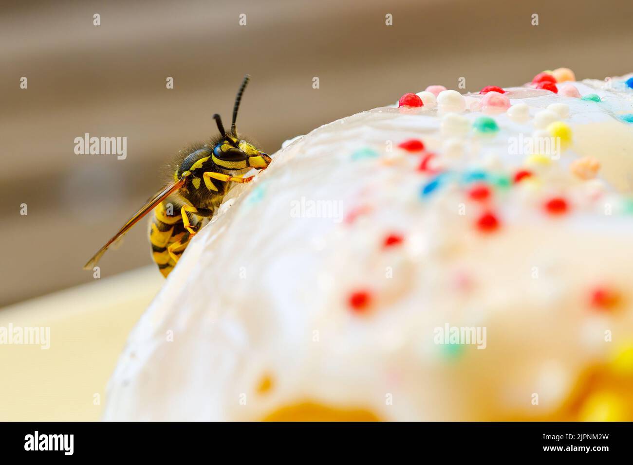 Un Wasp pericoloso sul cibo Foto Stock
