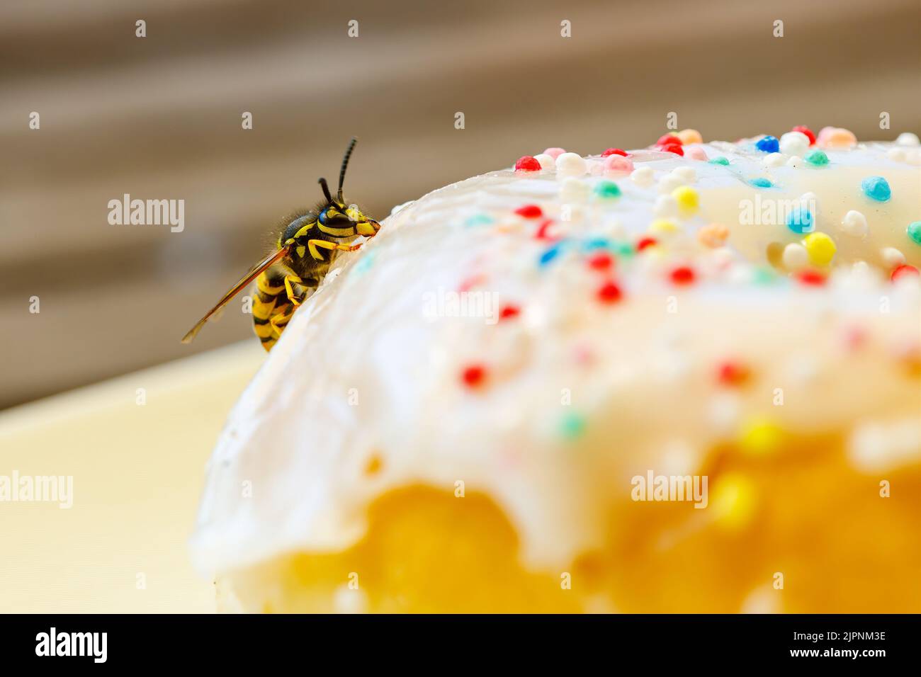 Un Wasp pericoloso sul cibo Foto Stock
