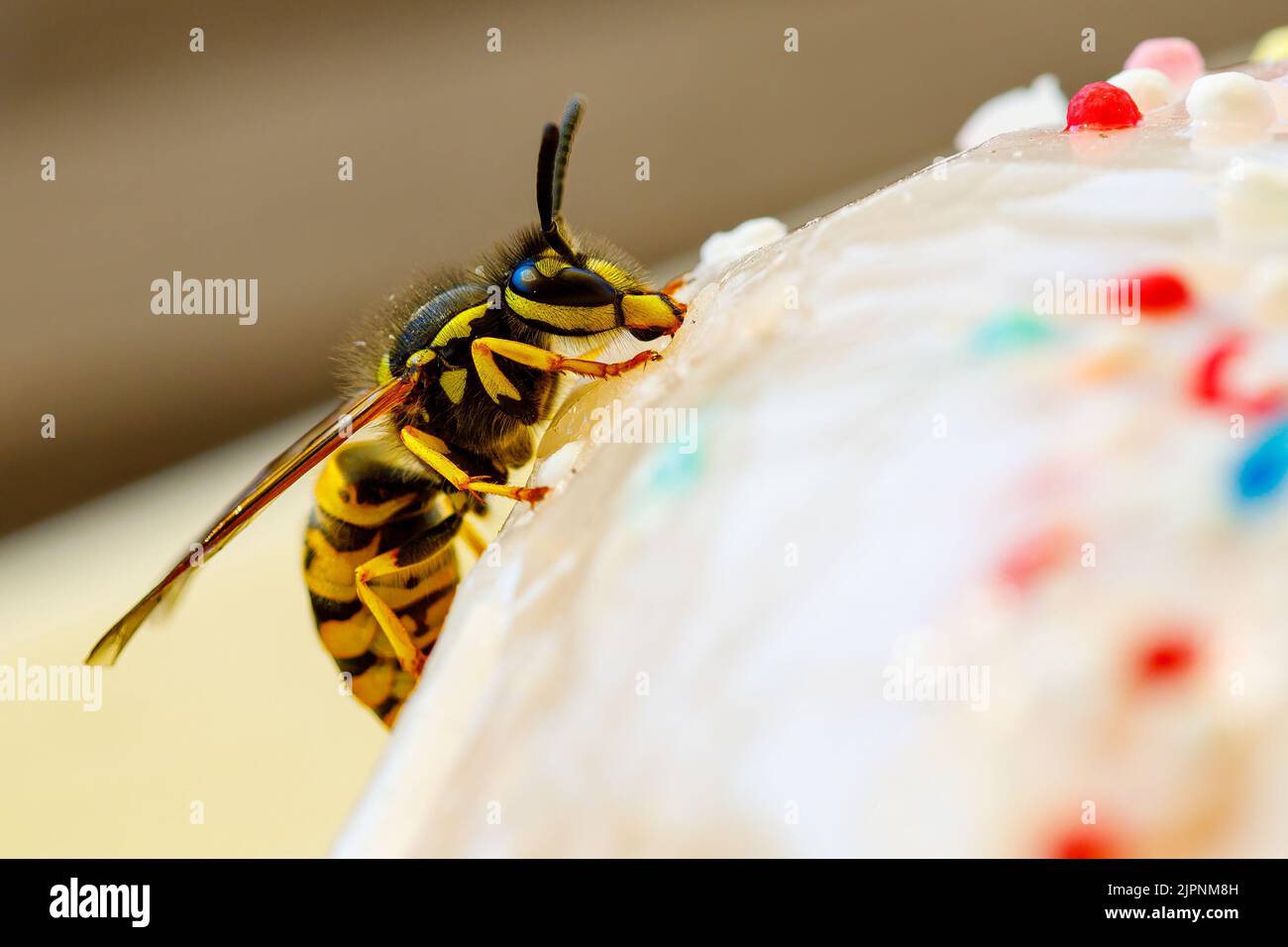 Un Wasp pericoloso sul cibo Foto Stock