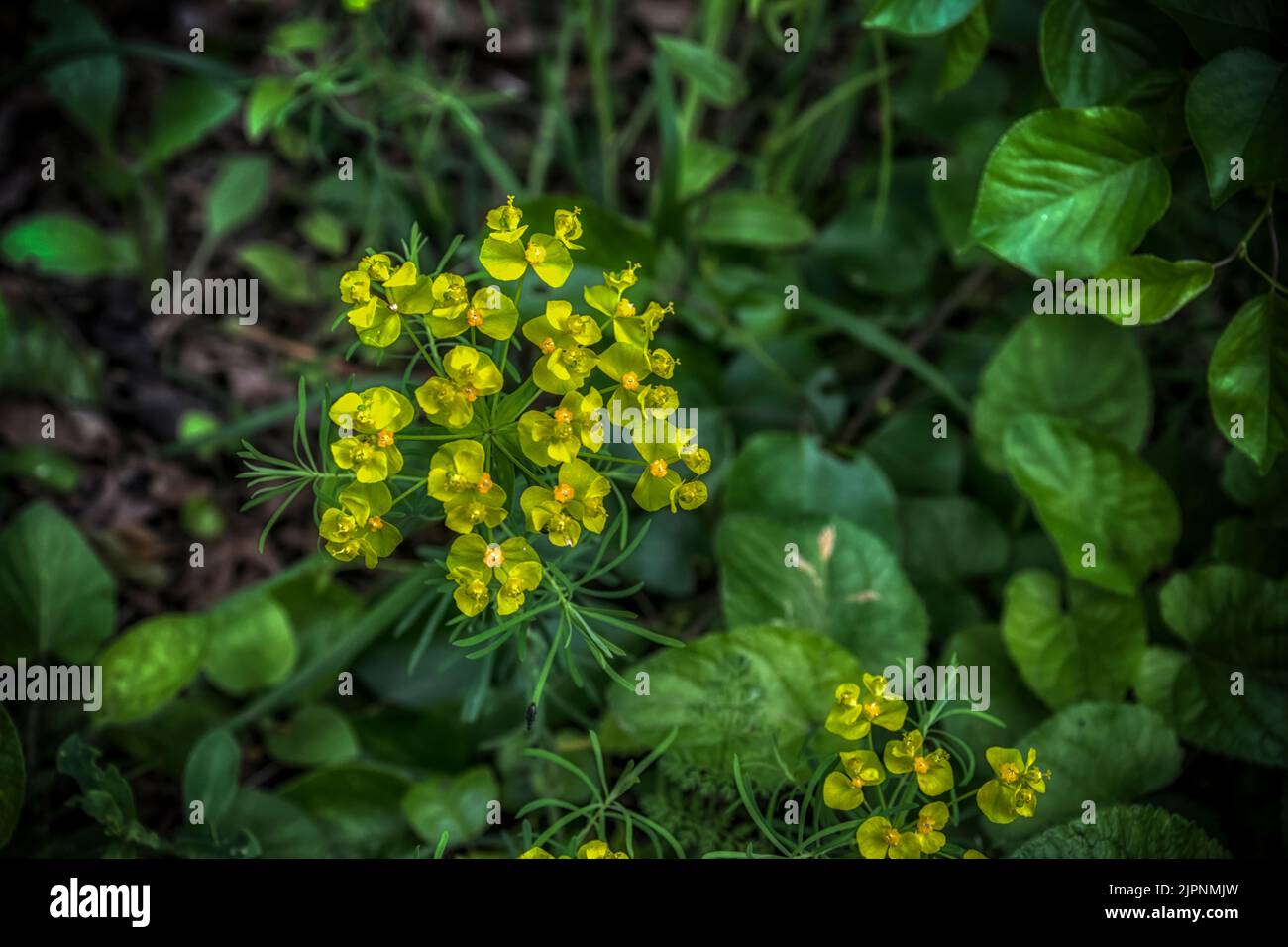Piccoli fiori gialli di euforbia nei boschi Foto Stock