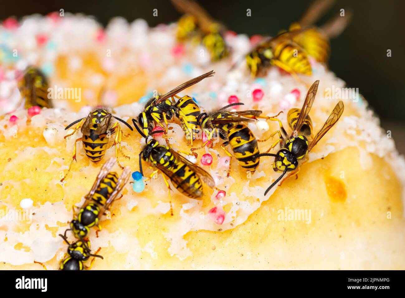 Un Wasp pericoloso sul cibo Foto Stock