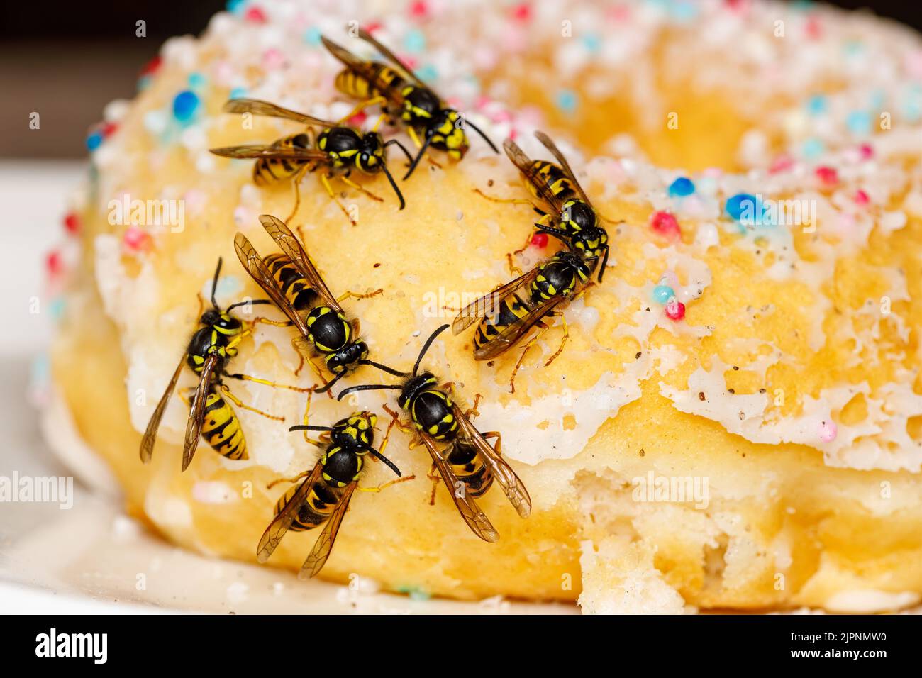 Un Wasp pericoloso sul cibo Foto Stock