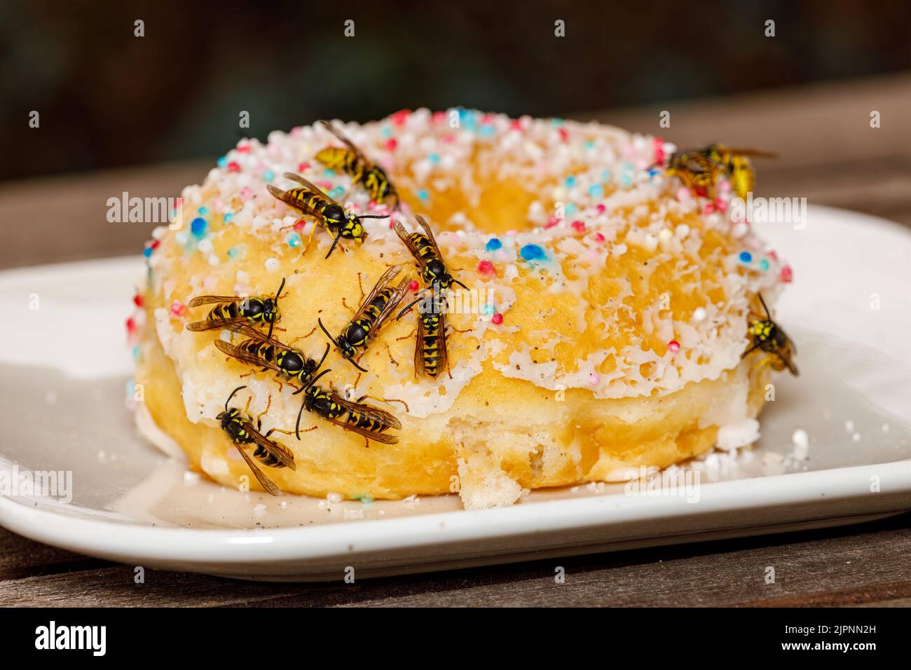 Un Wasp pericoloso sul cibo Foto Stock