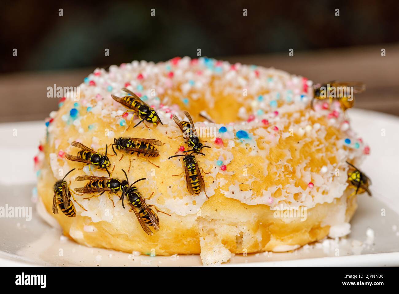 Un Wasp pericoloso sul cibo Foto Stock