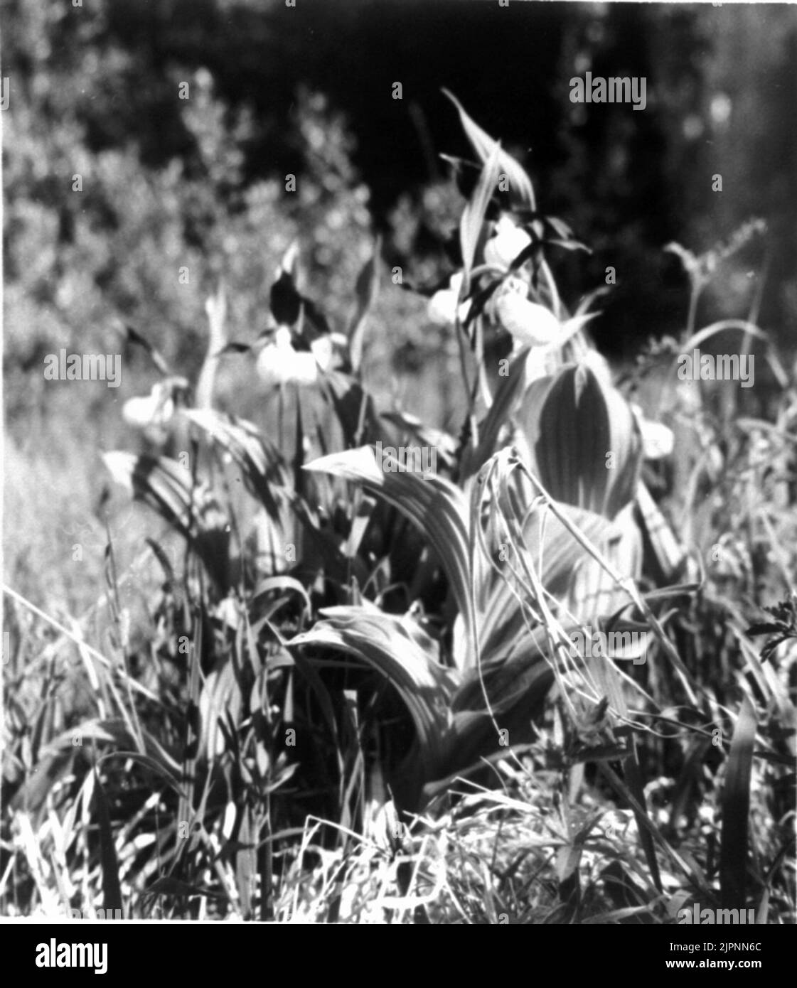 Carrello orchidea di Skogatorp. Skogatorps orkidékärr. Foto Stock