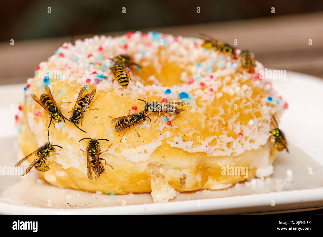 Un Wasp pericoloso sul cibo Foto Stock