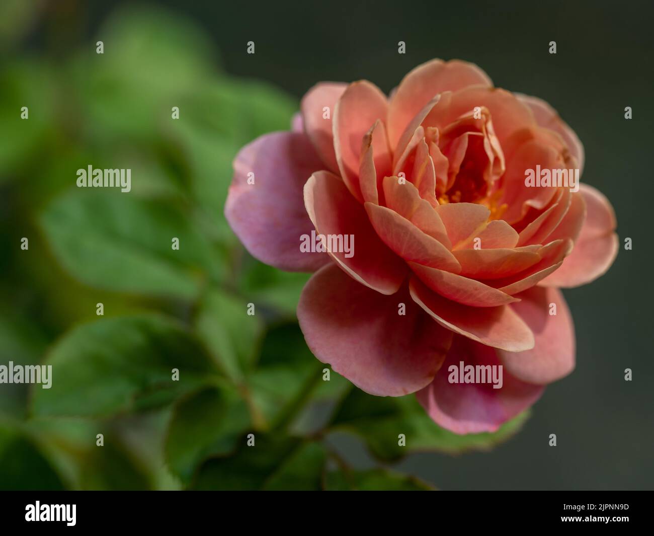 Forma e colori delle rose lontane dei tamburi che fioriscono nei climi tropicali Foto Stock