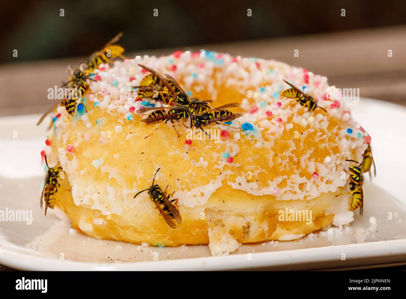 Un Wasp pericoloso sul cibo Foto Stock
