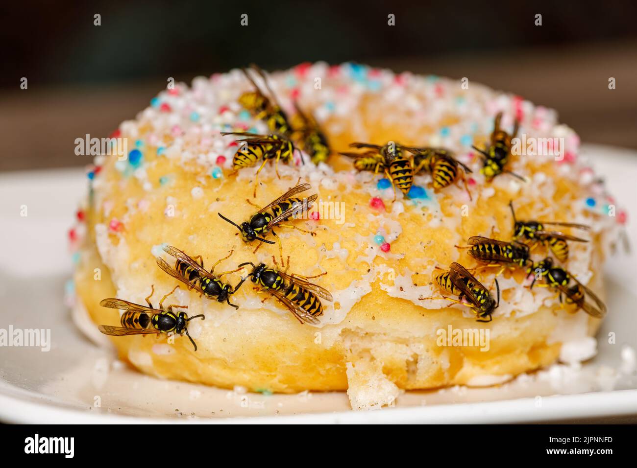 Un Wasp pericoloso sul cibo Foto Stock